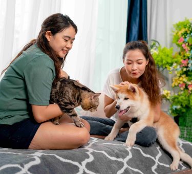 Dog boarding Dubai vs Home Care: Which Is Better?