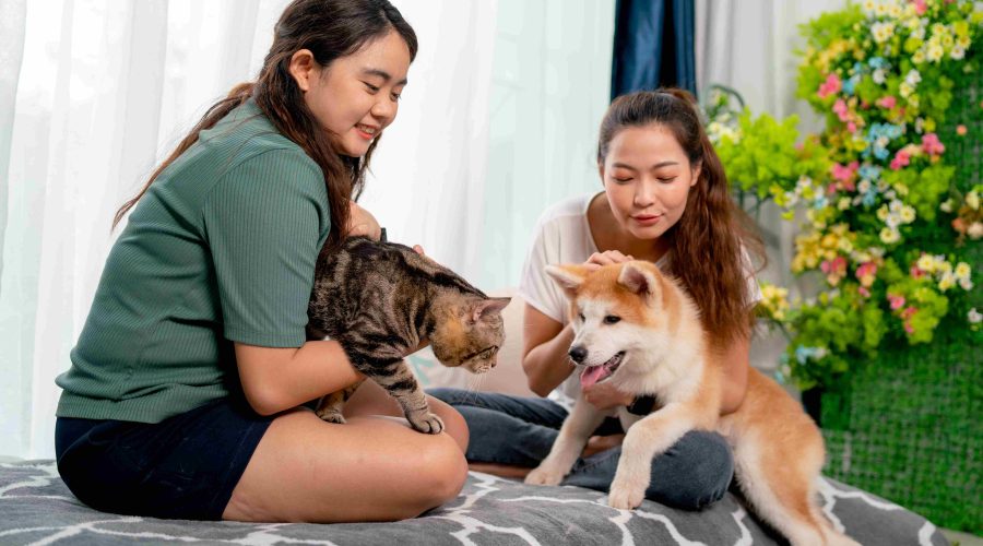 Dog boarding Dubai vs Home Care: Which Is Better?